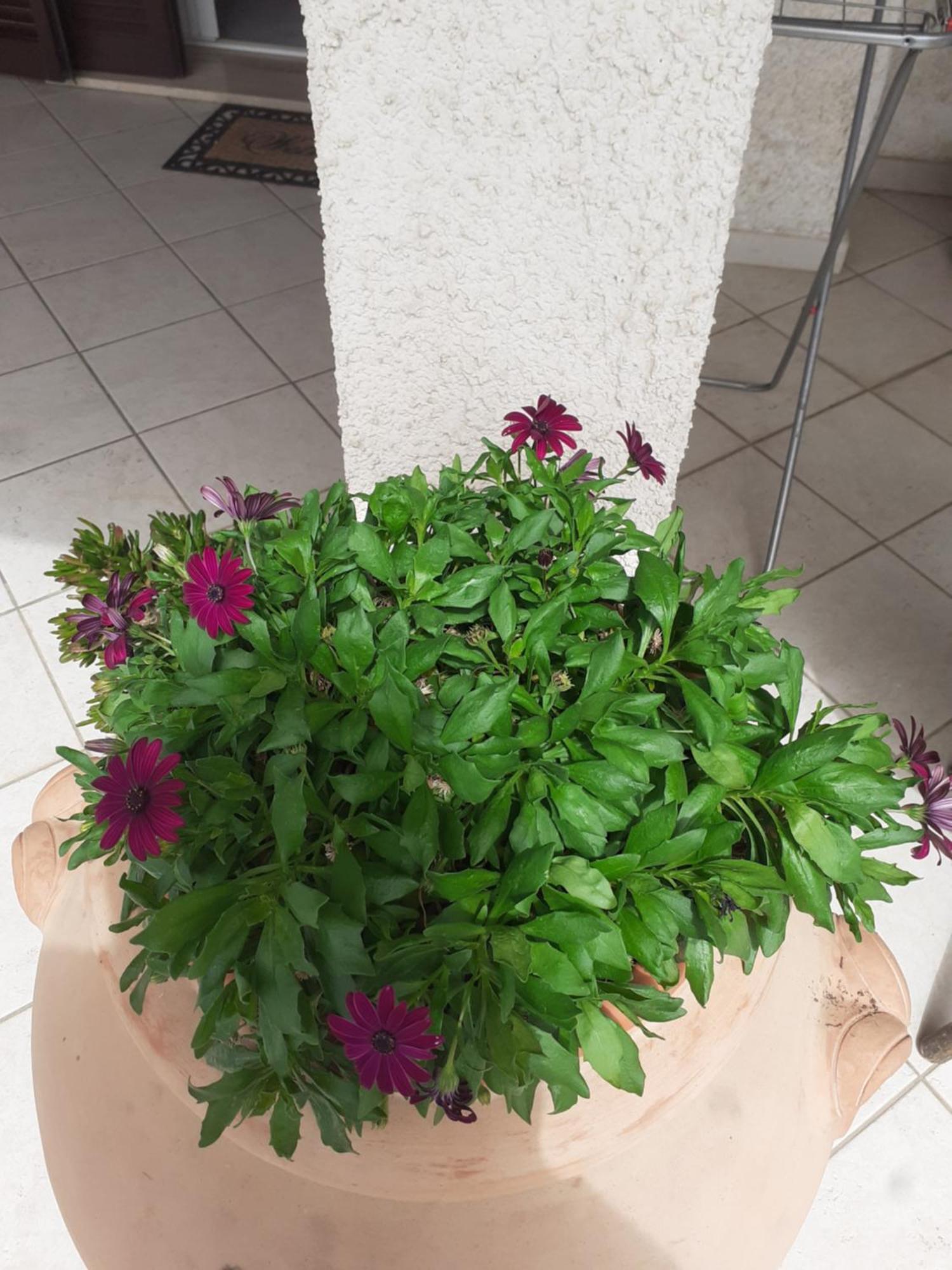 Hotel B&B Rispescia Grosseto Zewnętrze zdjęcie